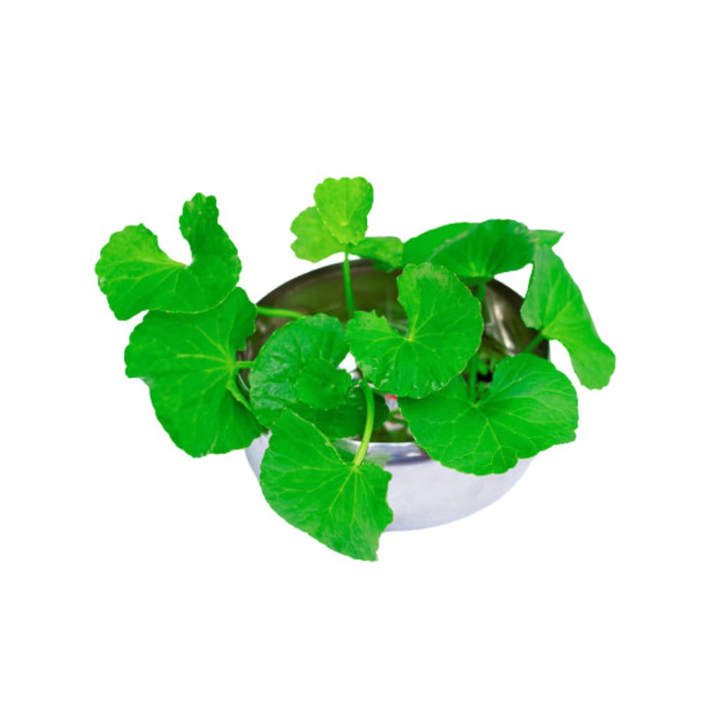 WhatsApp Image 2026-01-12 at 12.20.32 PM (1)