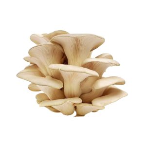 WhatsApp Image 2026-01-12 at 12.20.33 PM (2)